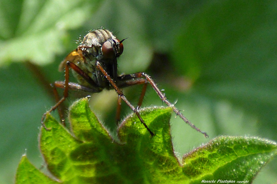 Als ik dit zie ben ik blij dat ik geen vlieg ben. - Geleedpotigen - Grote dansvlieg