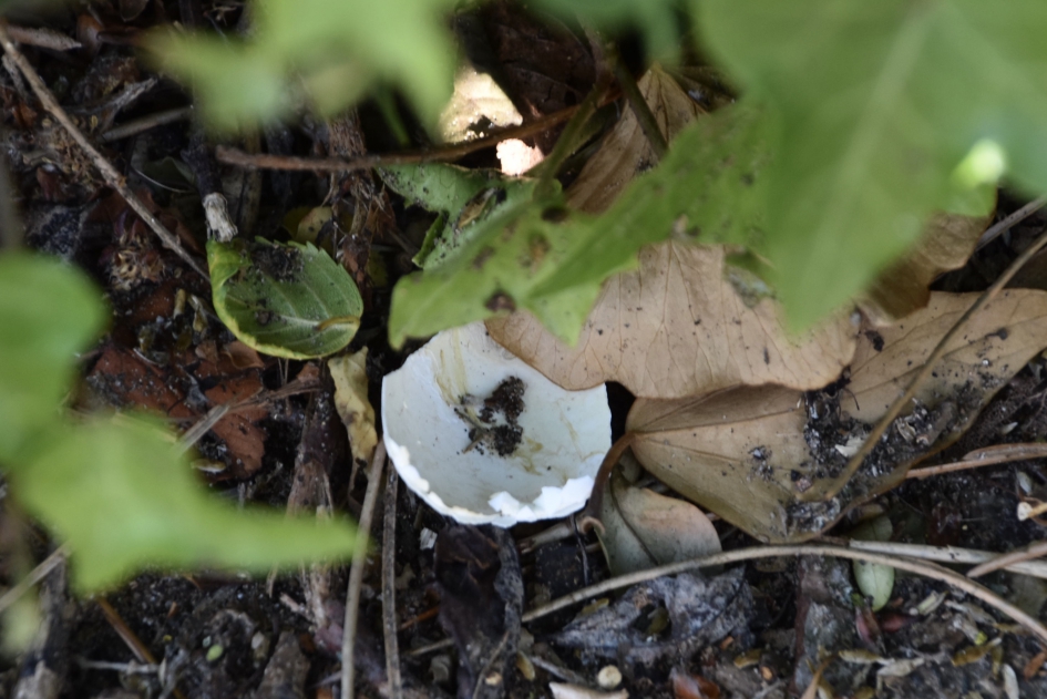 Andere helft - Vogels - 