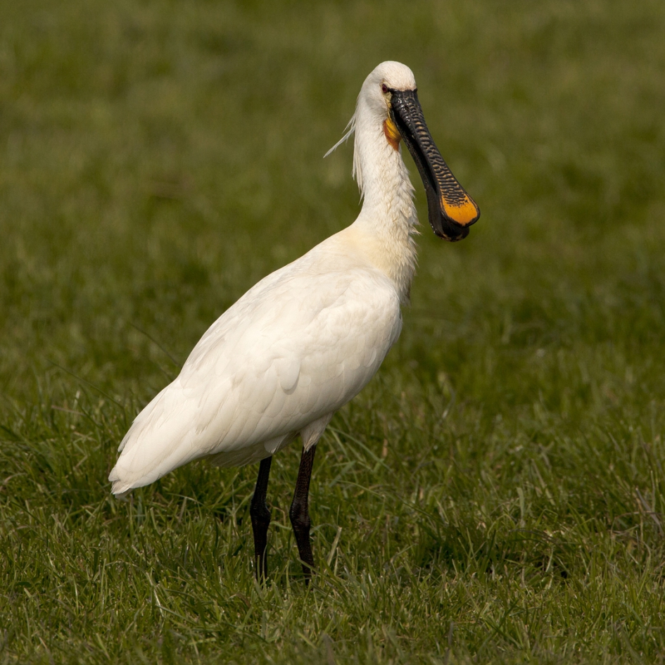 Are you talking to me ? - Vogels - Lepelaar