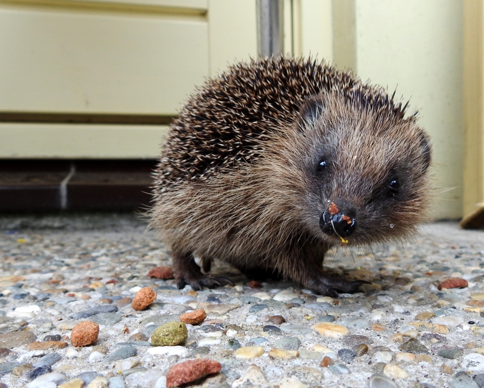 Benjamin - Zoogdieren - Egel