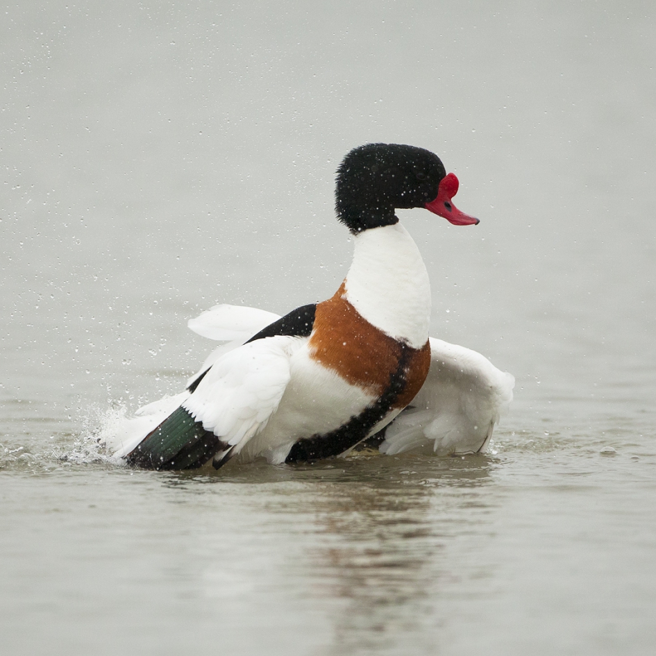 Bergeend - Vogels - Bergeend
