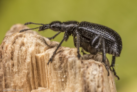 Berkensigarenmaker (Deporaus betulae)