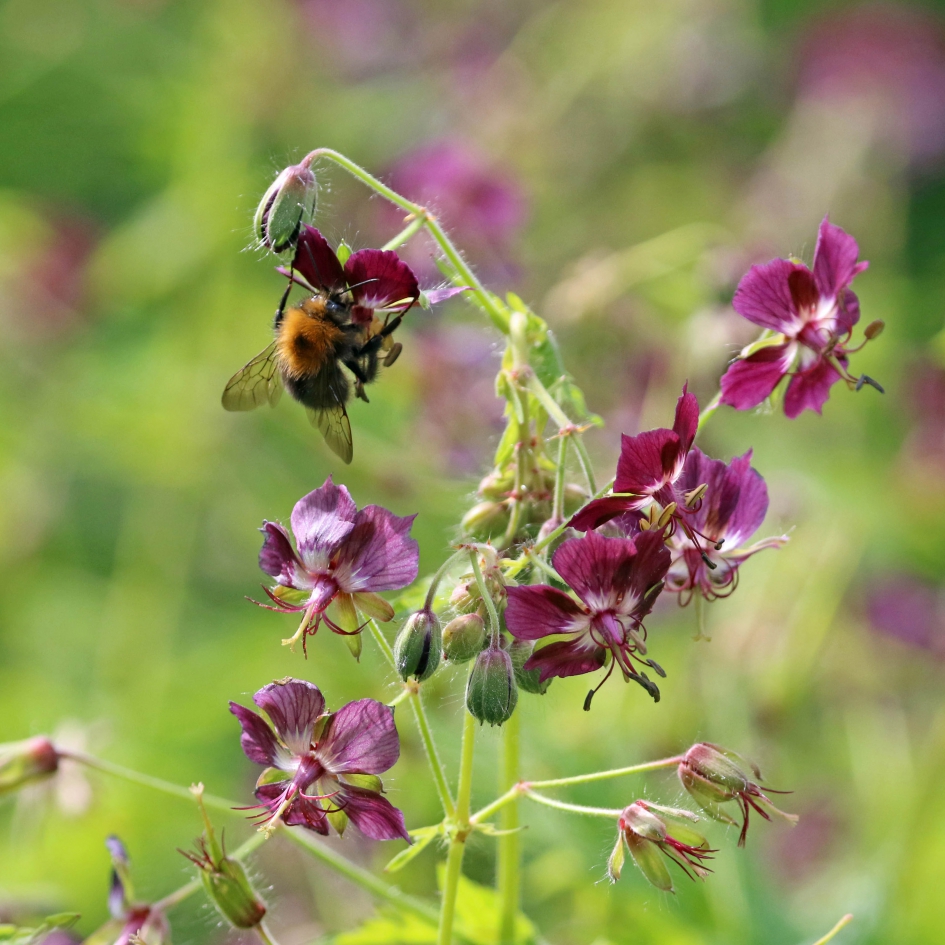 Bezig bijtje - Geleedpotigen - 