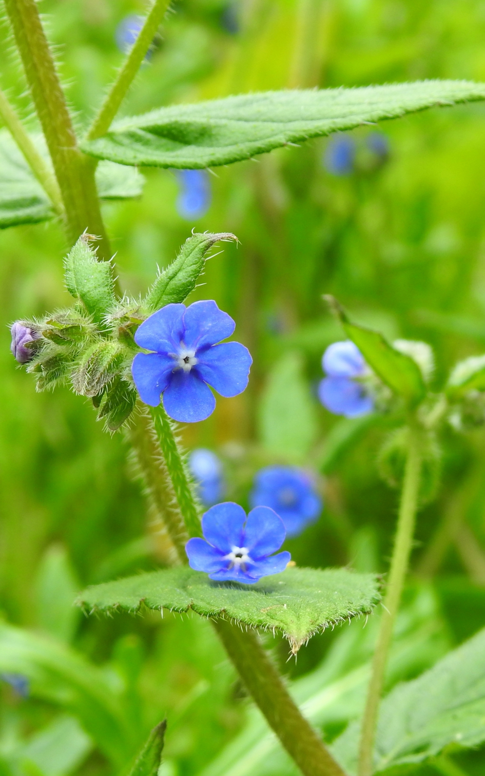 Blauwe tongen - Planten - Overblijvende ossentong
