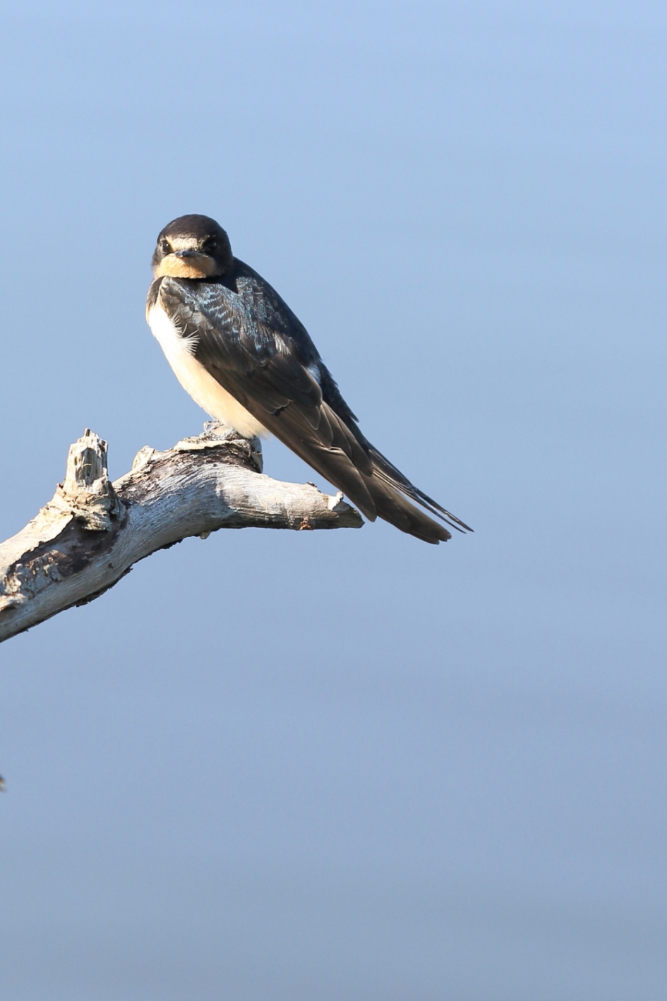 boerenzwaluw - Vogels - boerenzwaluw