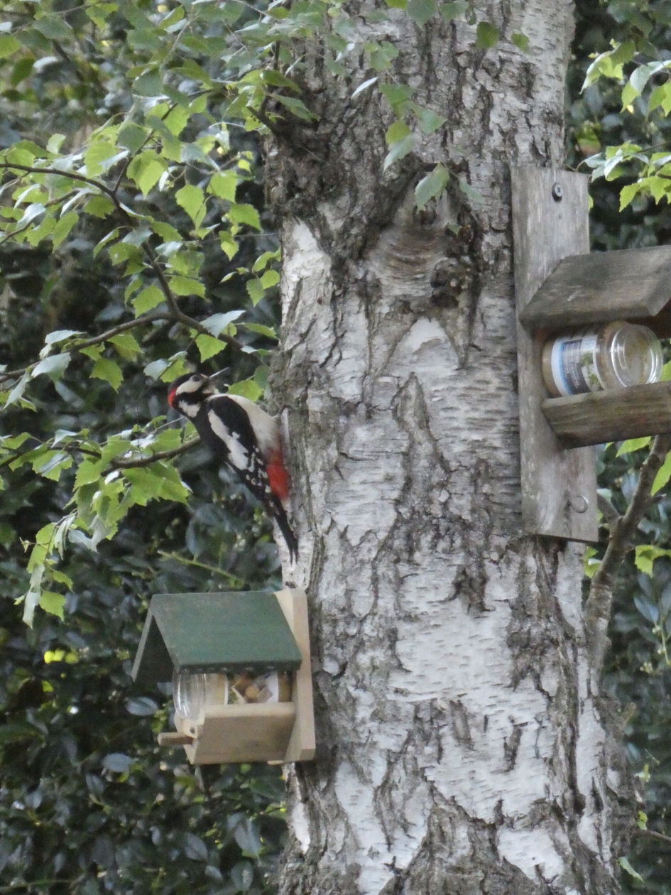 Grote bonte specht, man - Vogels - 