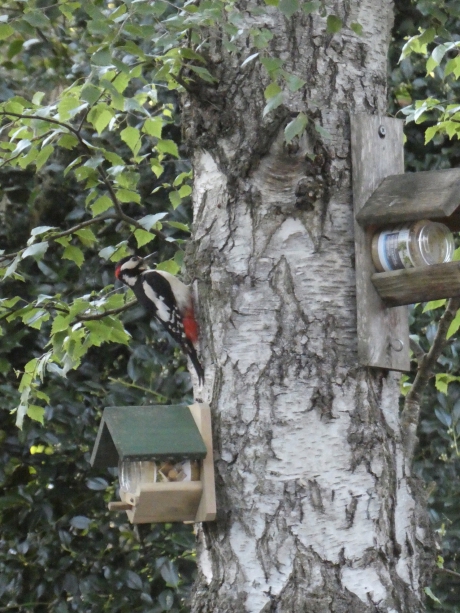 Grote bonte specht, man