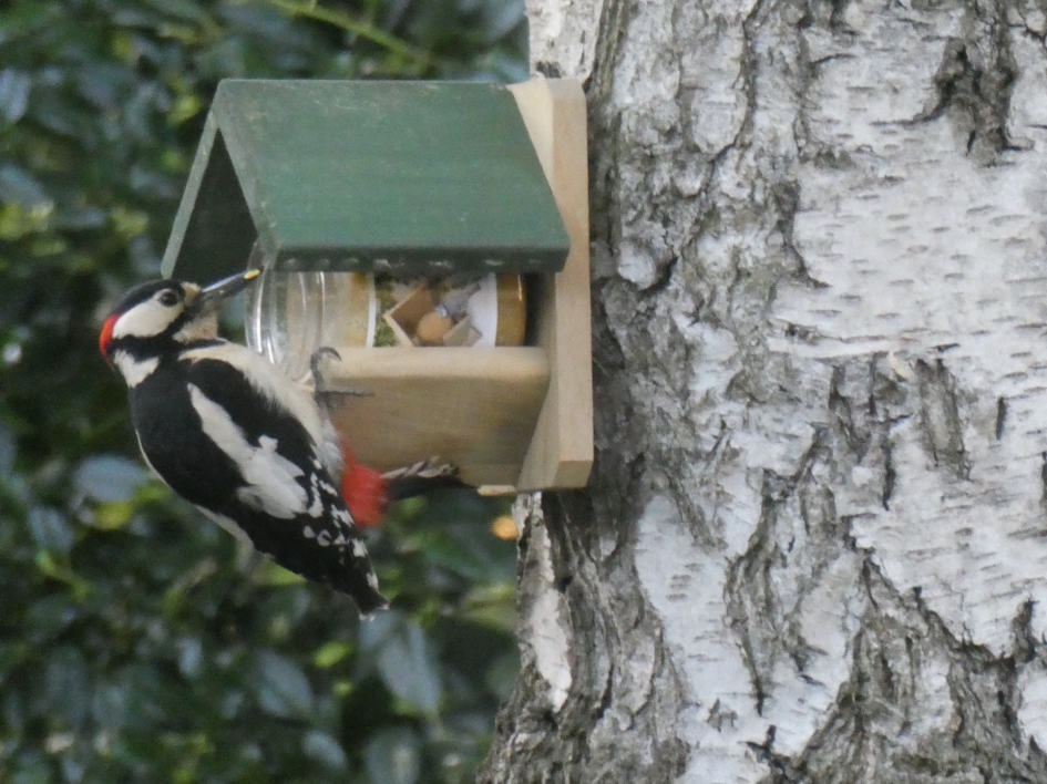 Grote bonte specht, man - Vogels - 