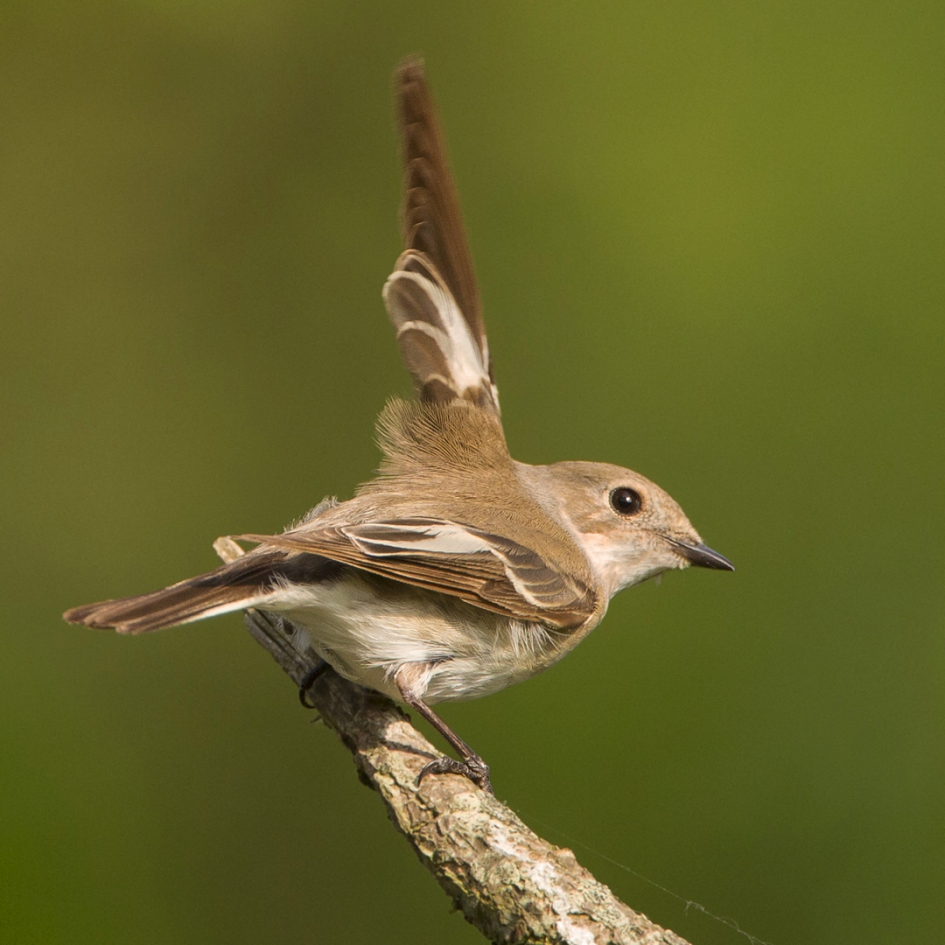 Bonte Vliegenvanger - Vogels - Bonte Vliegenvanger