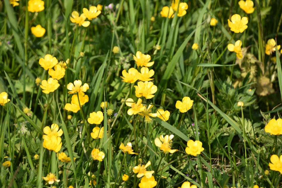 Boterbloemen - Planten - 