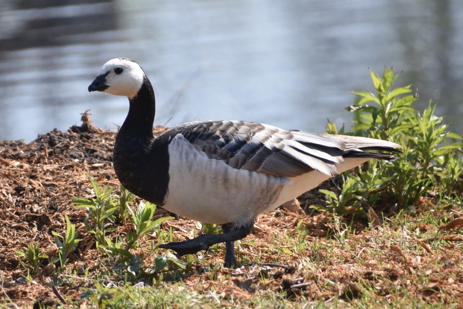 Brandgans - Vogels - 