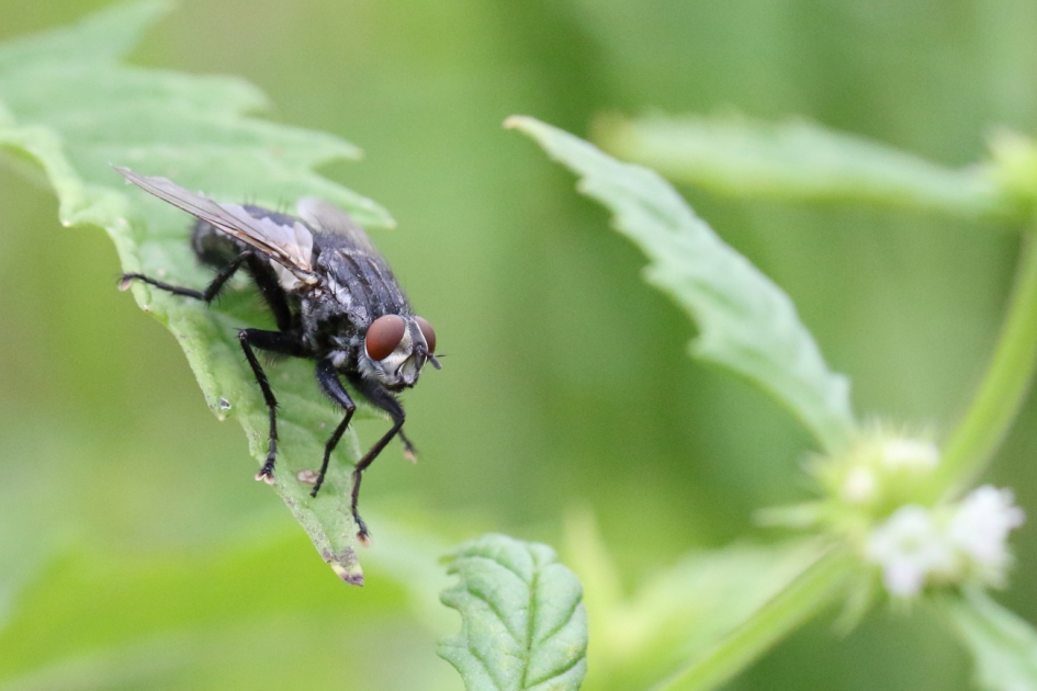 bromvlieg - Geleedpotigen - bromvlieg