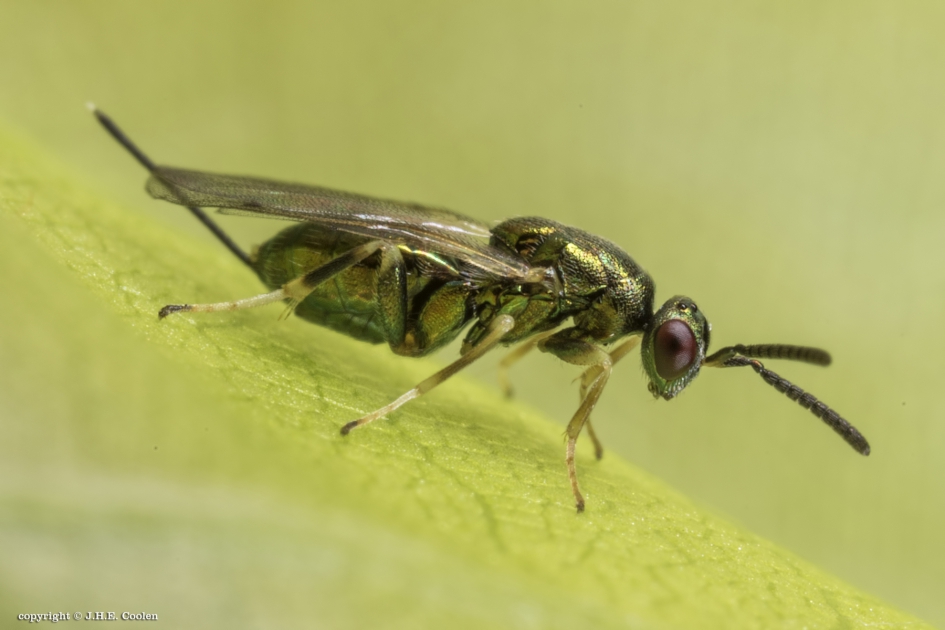 Bronswesp(je) - Geleedpotigen - Bronswesp