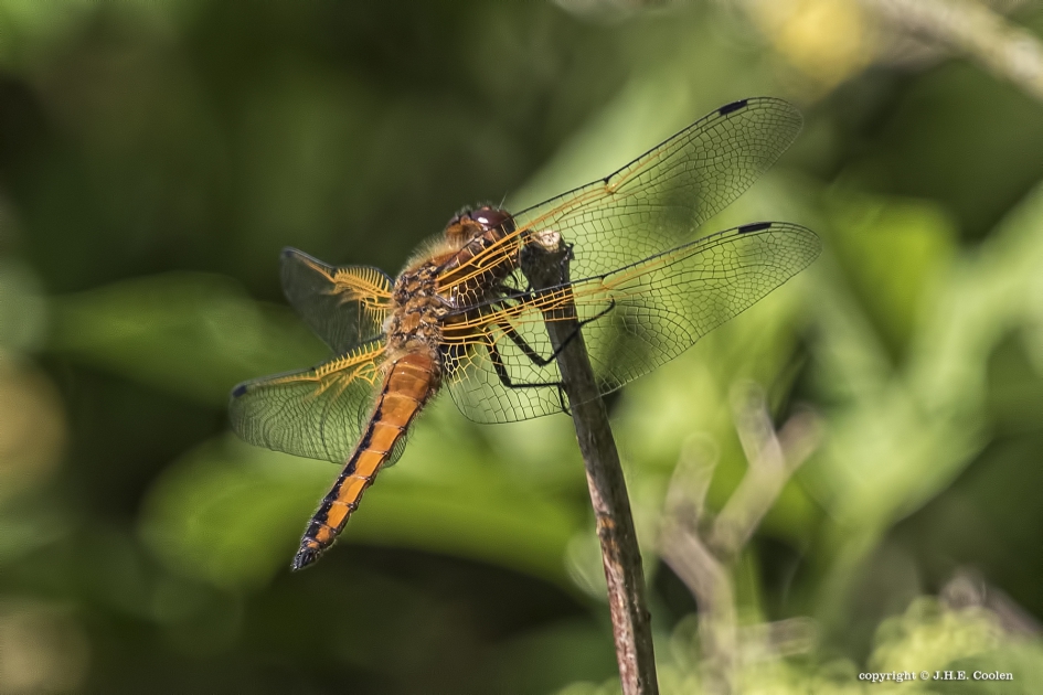 Bruine korenbout (Libellula fulva) - Geleedpotigen - Bruine korenbout
