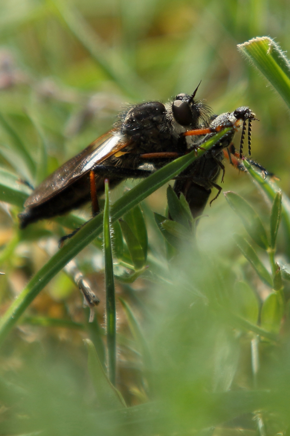 bruinvleugelroofvlieg met prooi - Geleedpotigen - bruinvleugelroofvlieg