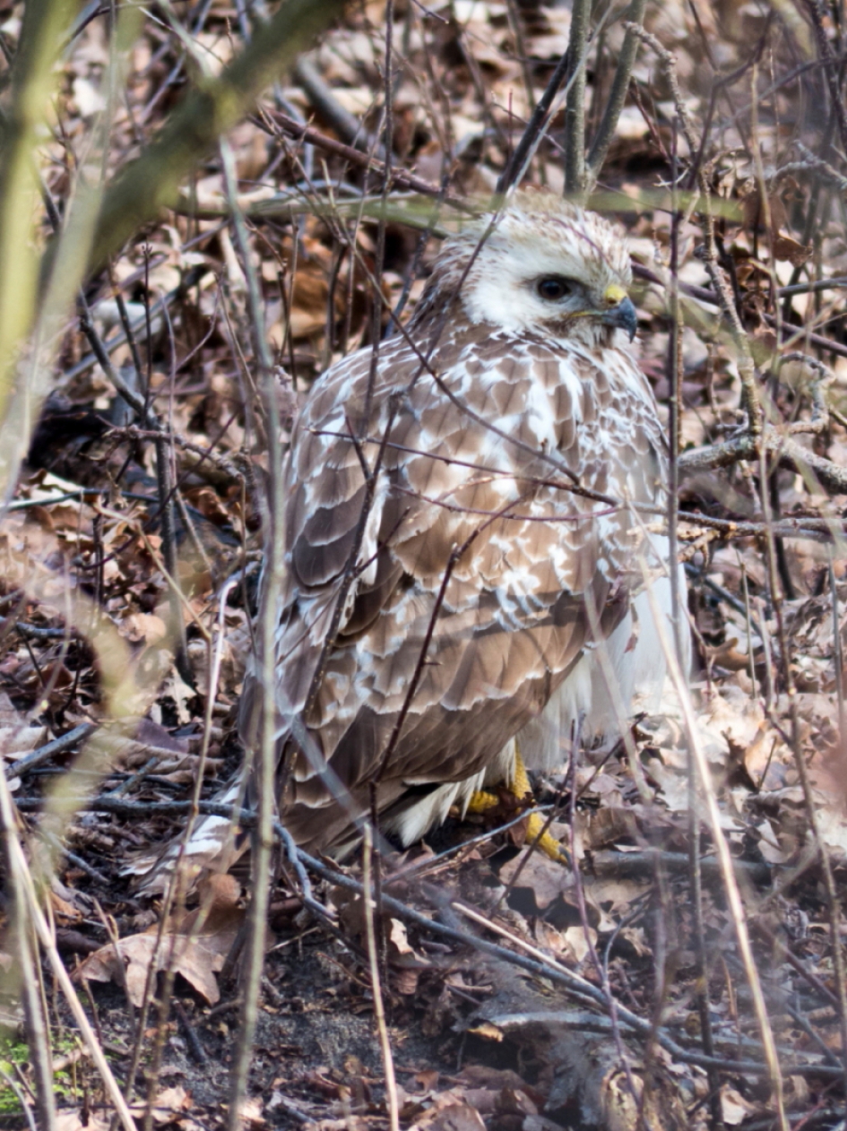 buizerd -juveniel- - Vogels - buizerd