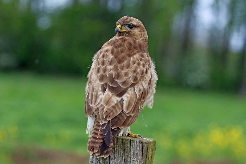 Buizerd - Vogels - 