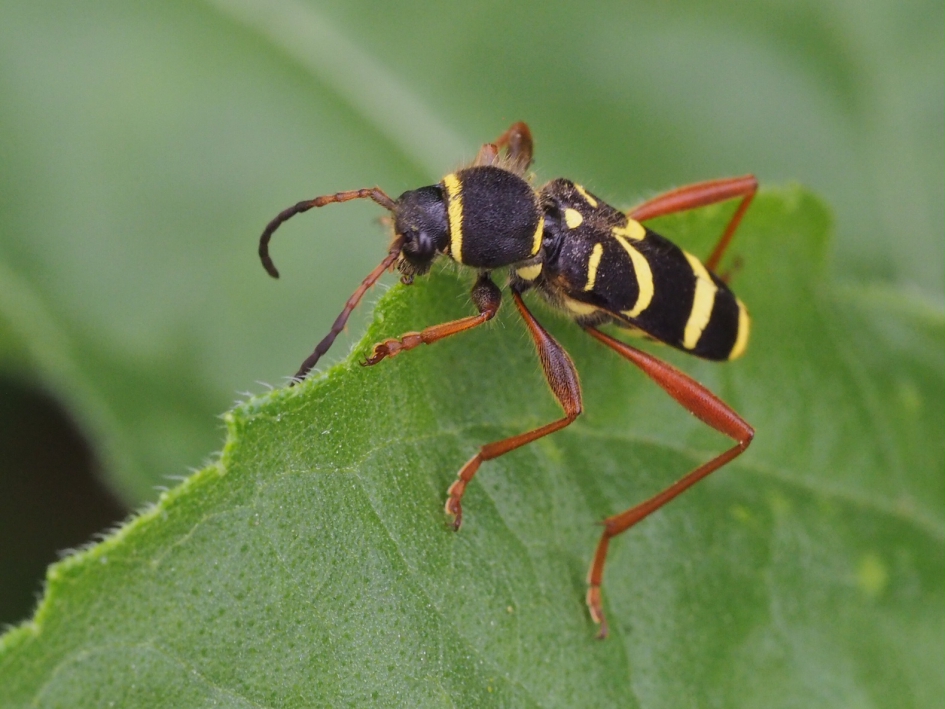 Camouflage - Geleedpotigen - Kleine wespenbok