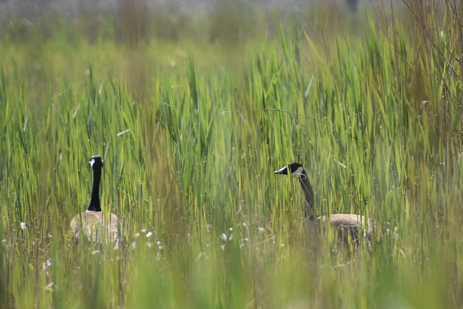Canadese ganzen - Vogels - 