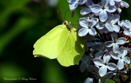 Citroenvlinder