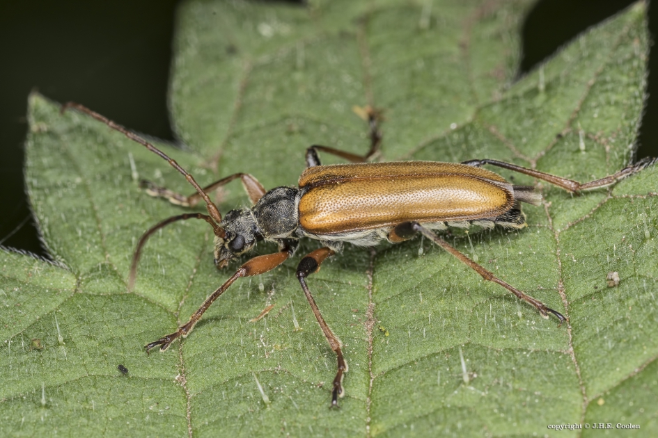 Cortodera humeralis (eiken-bloesemboktor) - Geleedpotigen - Eiken-bloesemboktor
