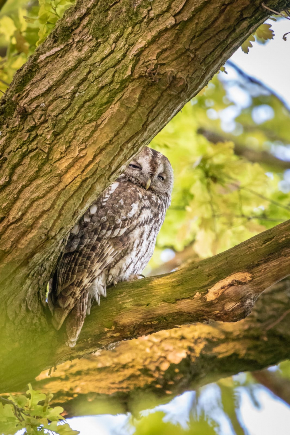 De bosuil - Vogels - Bosuil