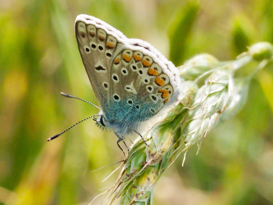 De eerste - Geleedpotigen - Icarusblauwtje