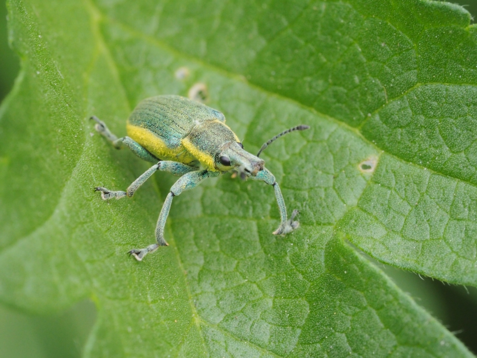De groene distelsnuitkever - Geleedpotigen - Groene distelsnuitkever