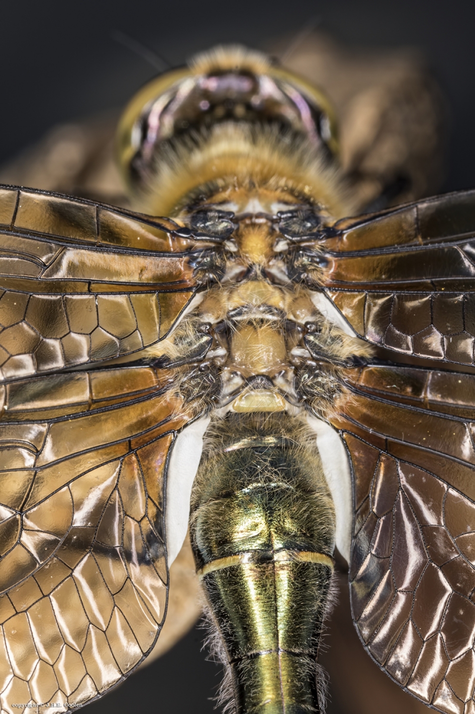 De motor - Geleedpotigen - Smaragdlibel