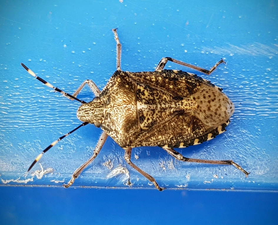 De weg kwijt. - Geleedpotigen - Grauwe schildwants