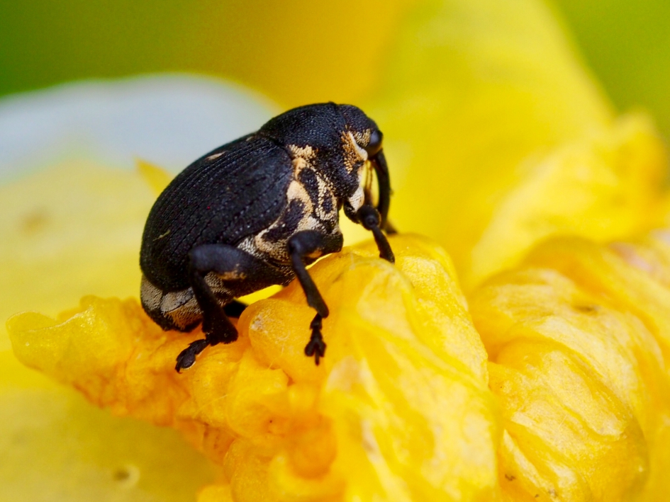 Dikkertje dap op de gele lis - Geleedpotigen - Lissnuitkever of lissenboorder