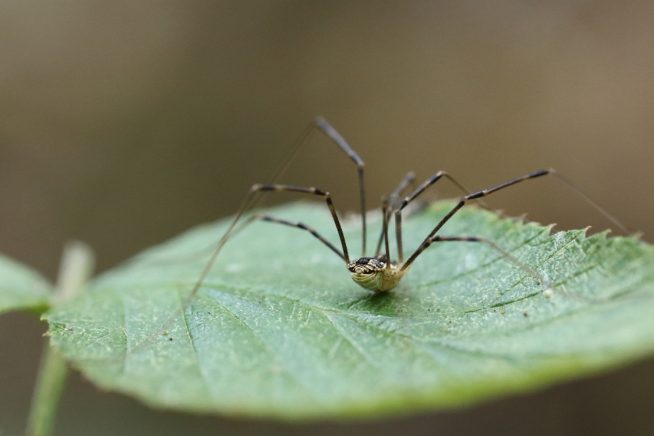 drietandhooiwagen - Geleedpotigen - drietandhooiwagen