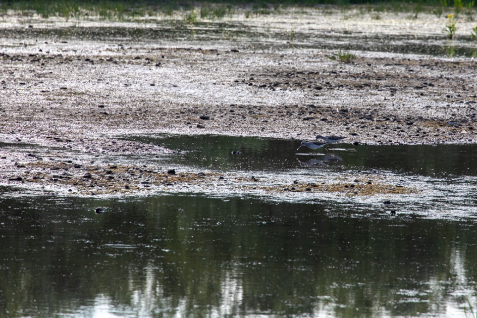 Droogte in de Oostvaardersplassen na bij kijkhut de Oeverloper - Vogels - Groenpootruiter