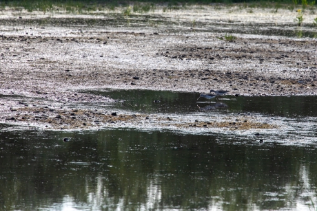 Droogte in de Oostvaardersplassen na bij kijkhut de Oeverloper