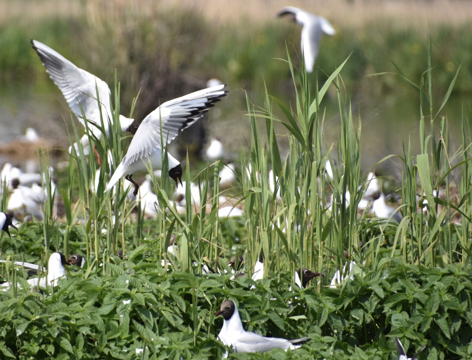 Druk, druk - Vogels - 