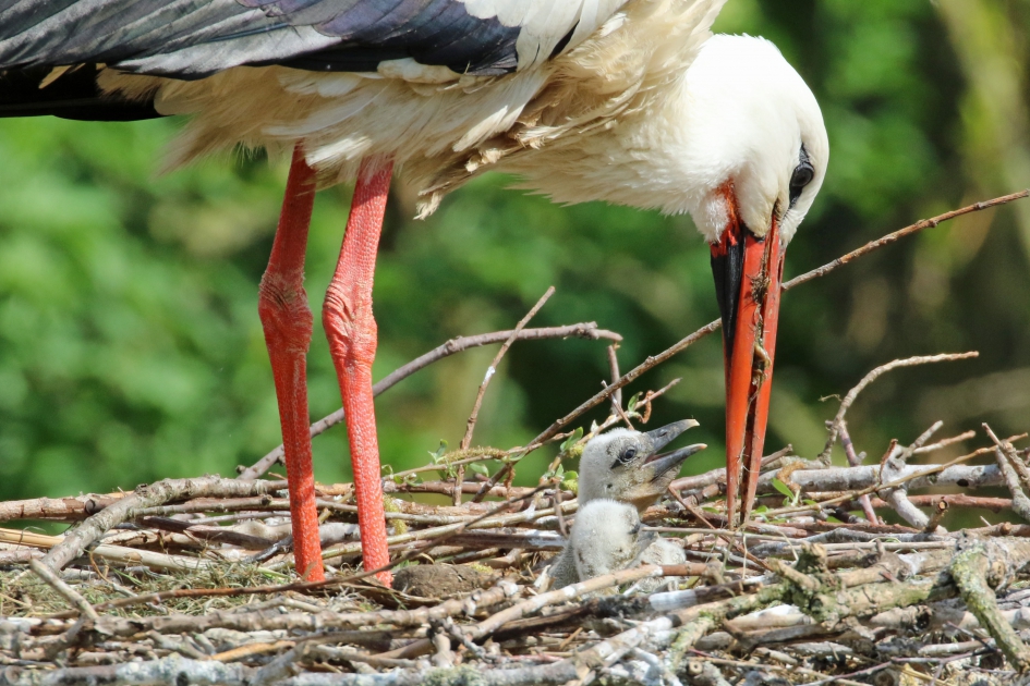 Druk, druk met voeren - Vogels - 