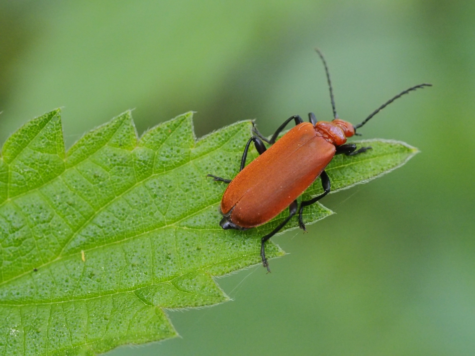 Dubbele zigzag - Geleedpotigen - Roodkopvuurkever