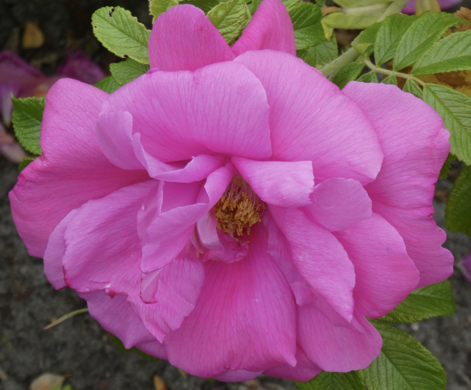 Een beetje kleur.. - Planten - 