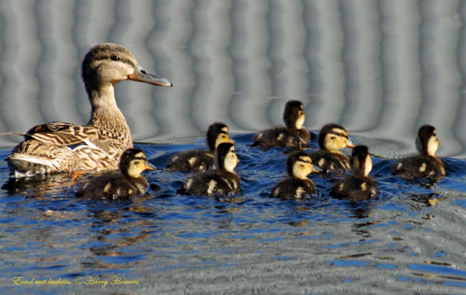 Eend met kuikens - Vogels - Eend met kuikens