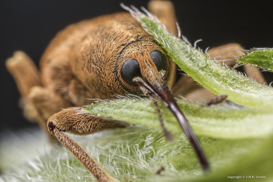 Eikelboordersnuitkever - Geleedpotigen - Eikelboordersnuitkever