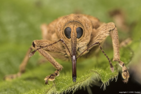 Eikelboordersnuitkever (Curculio glandium)