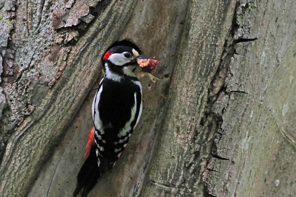 En nu het nest in.... - Vogels - Grote bonte specht