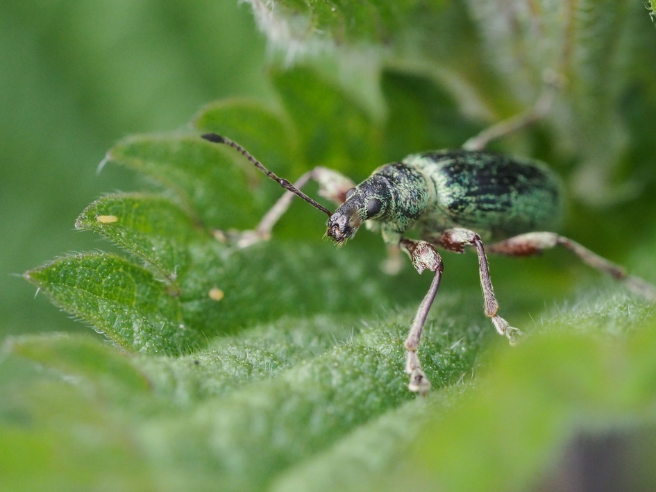 Er mist een snorhaar - Geleedpotigen - Groene snuitkever