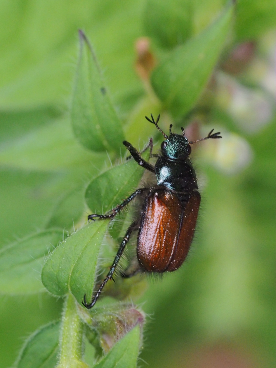 Explosief - Geleedpotigen - Rozenkever of Johanneskever