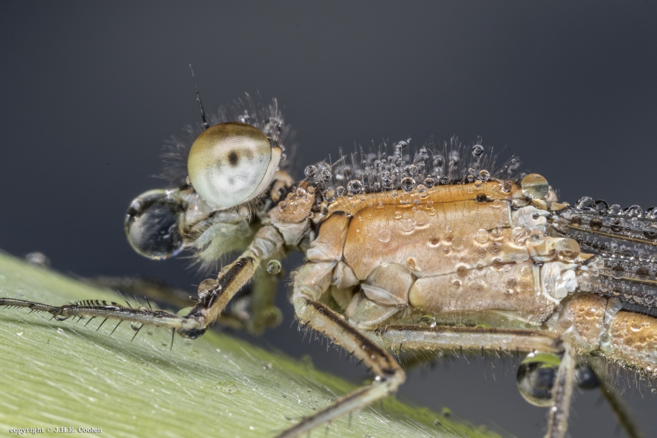 Frisse neus.... - Geleedpotigen - Juffer