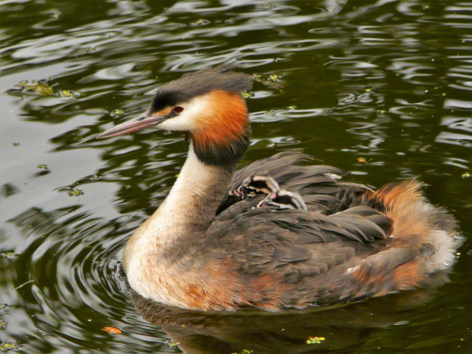 Fuut met jongen - Vogels - Fuut