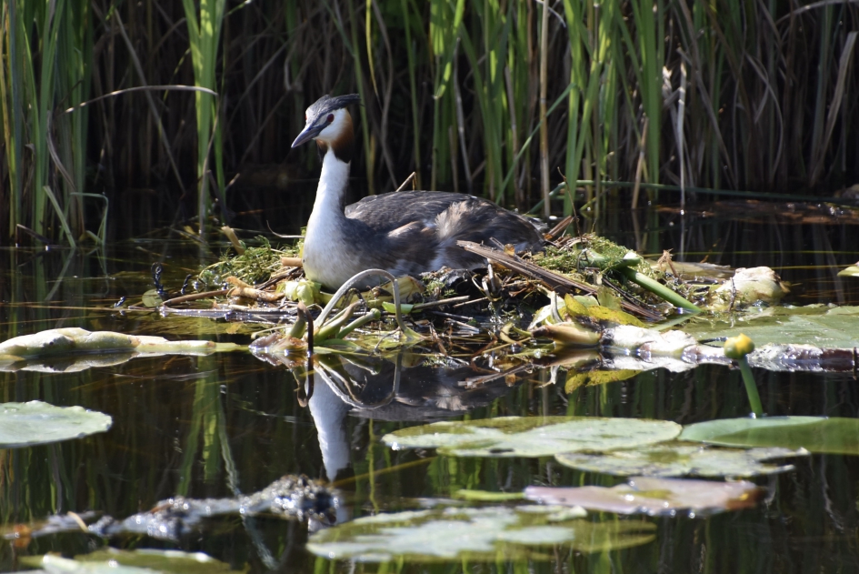 Fuut op nest - Vogels - 