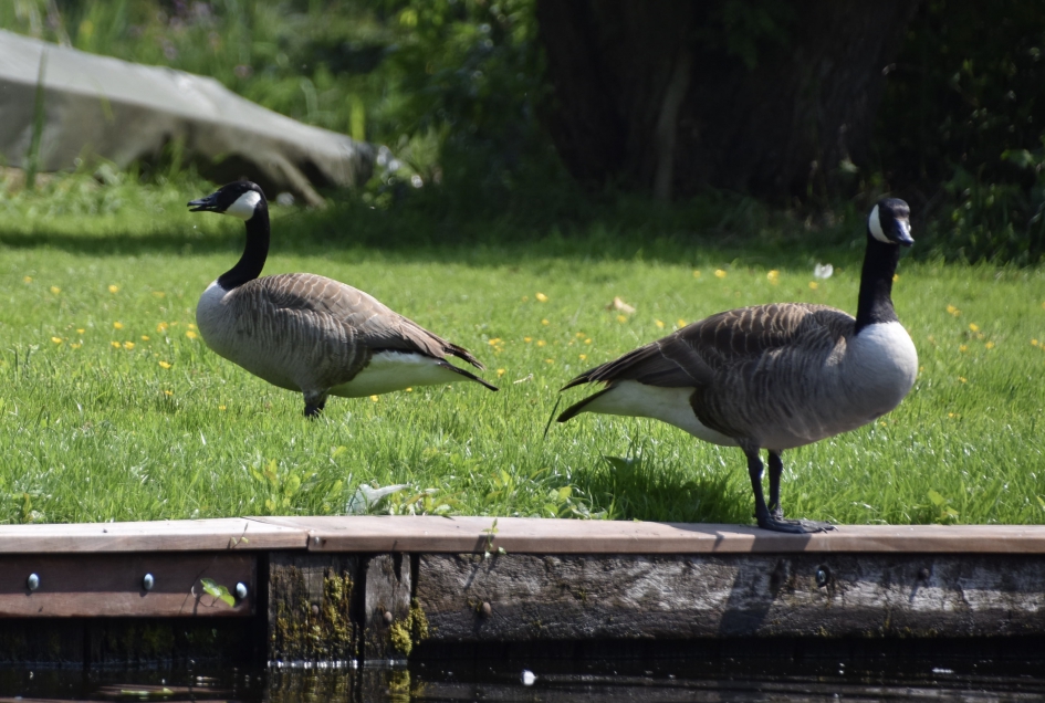 Canadese ganzen - Vogels - 