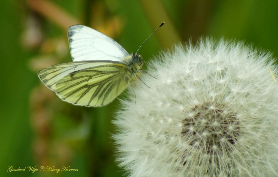Geaderd Witje - Geleedpotigen - Geaderd Witje