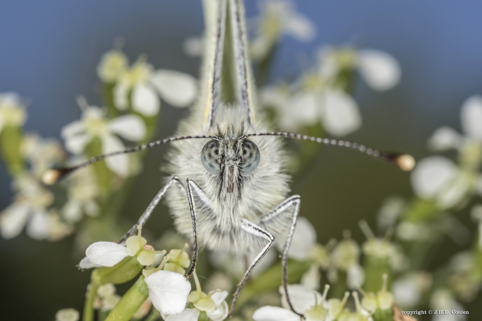 Geaderd witje - Geleedpotigen - Geaderd Witje